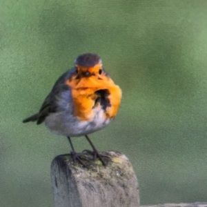 Meet your Posher, Margaret